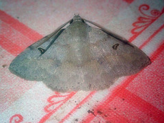 Ugia signifera