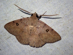 Ugia signifera