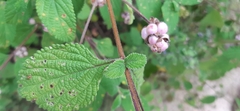 Lantana involucrata