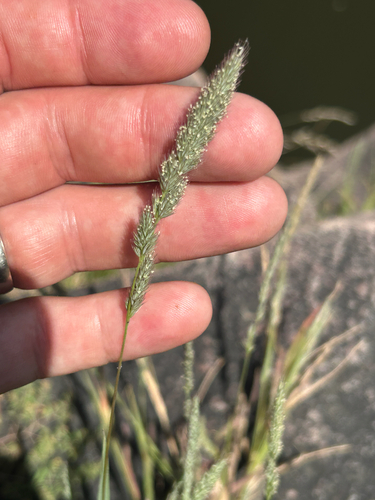 Muhlenbergia racemosa, 2025-08-28