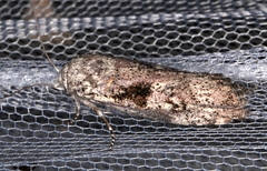 Cryptophasa irrorata