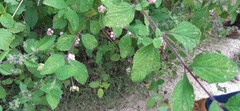 Lantana involucrata