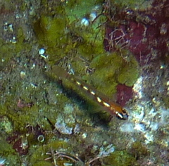 Coryphopterus
