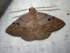 Ugia signifera