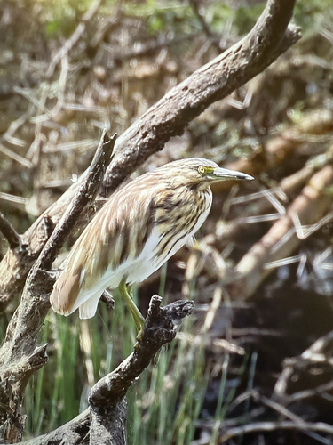 Madagascar Pond-Heron
