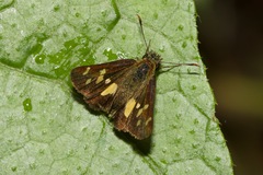 Dalla mesoxantha