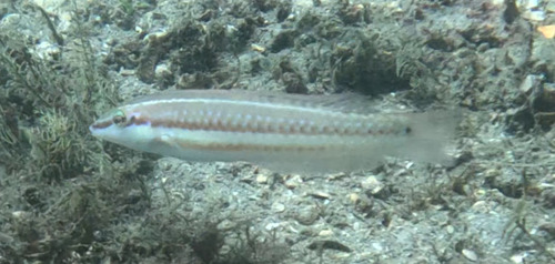 Painted Wrasse (Halichoeres caudalis) — Labridae — 4