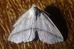 Ugia disjungens