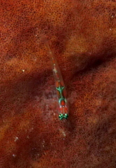 Tigrigobius dilepis