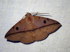 Ugia sundana