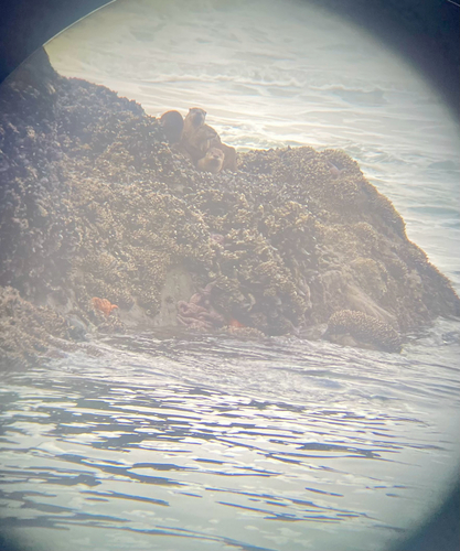 North American River Otter photographed in Oregon