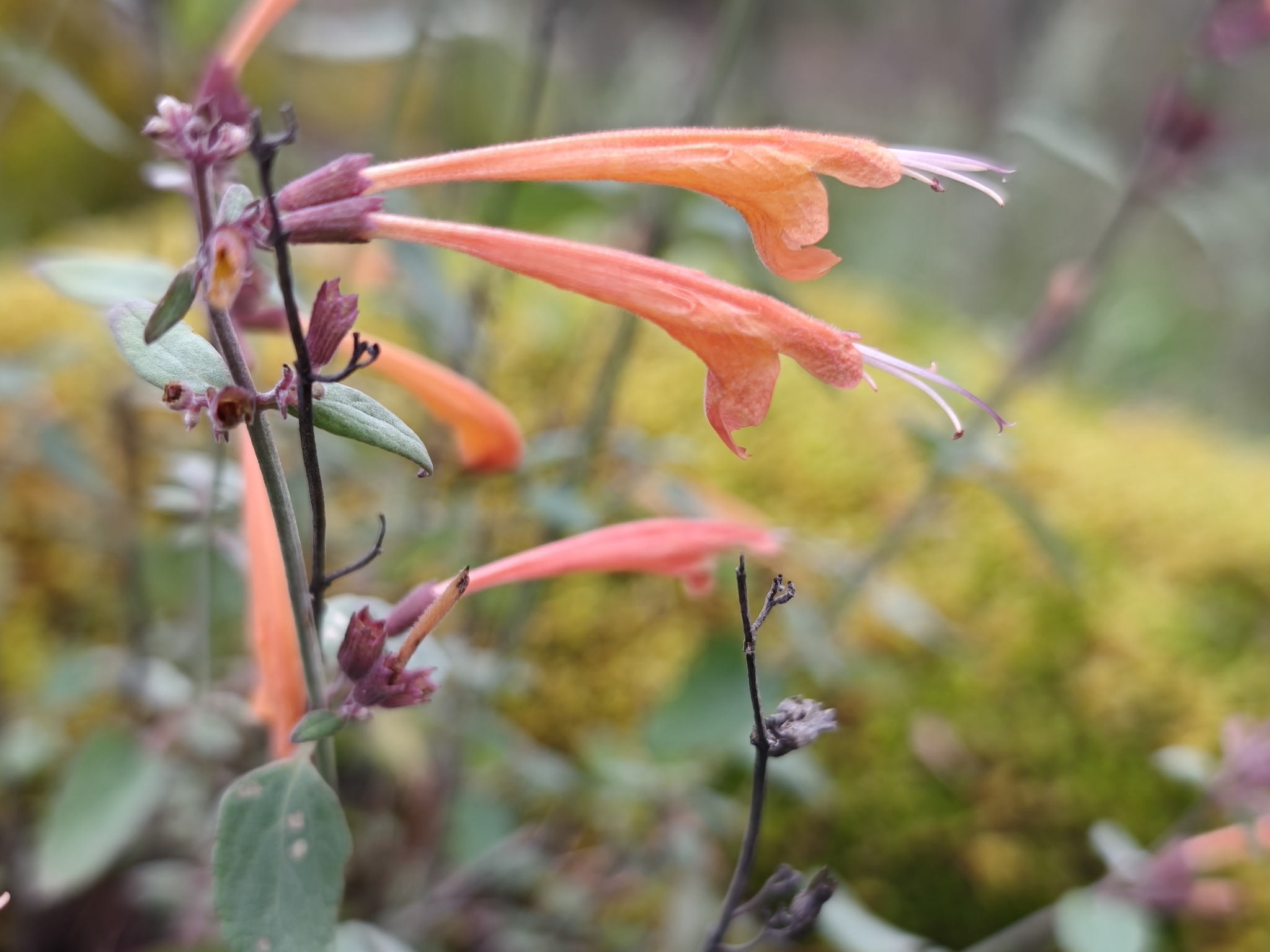 Giant Hyssop (Agastache aurantiaca)