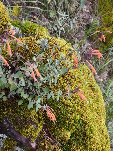 Agastache aurantiaca, photograph 1