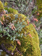 Agastache aurantiaca, photograph author not stated, no rights reserved