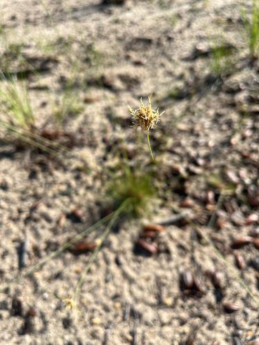 Ware's hairsedge (Bulbostylis warei)