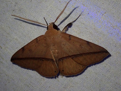 Ugia sundana