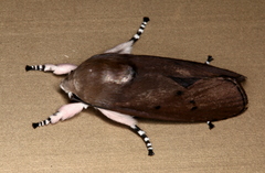 Cryptophasa hyalinopa