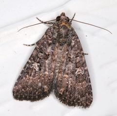 Hypoperigea tonsa