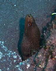 Gymnothorax miliaris