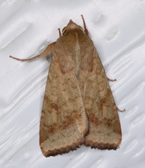 Australothis rubrescens