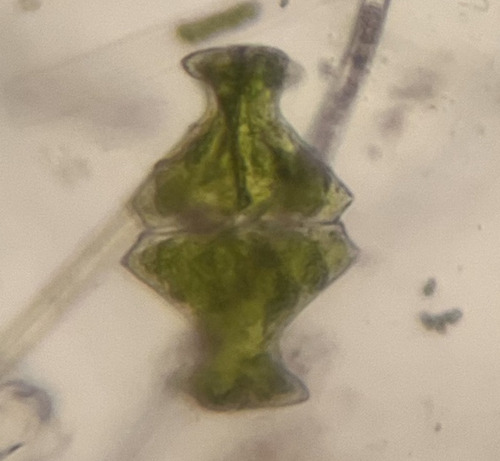 Euastrum wollei var. pearlingtonense