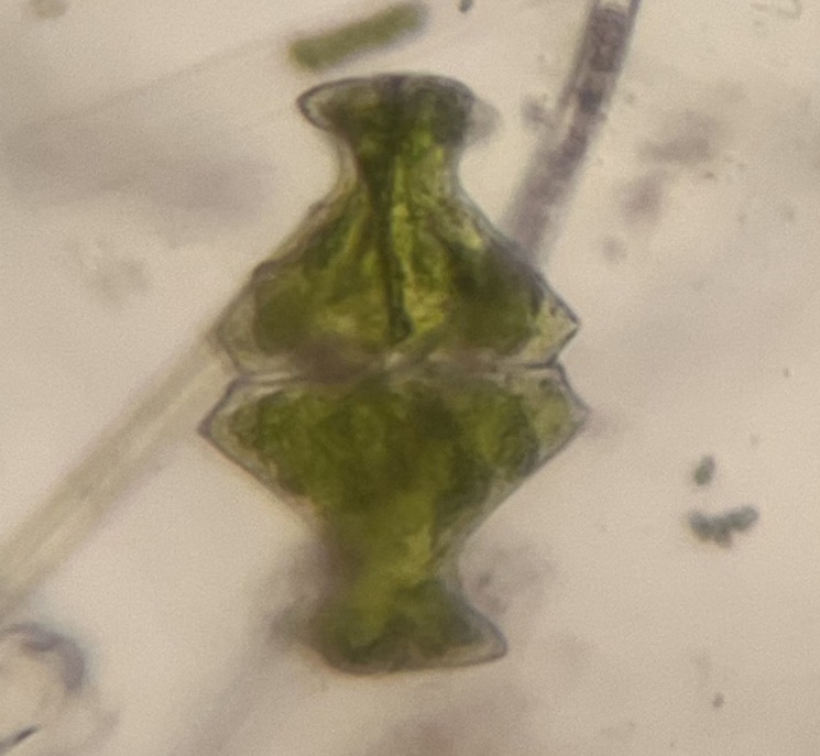 Euastrum wollei var. pearlingtonense