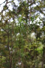 Dracophyllum sinclairii