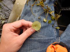 Hydrocharis morsus-ranae