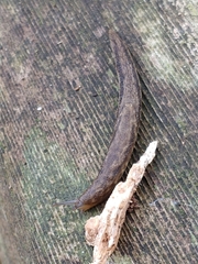 Prophysaon vanattae