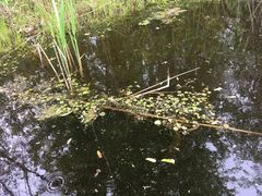 Hydrocharis morsus-ranae