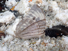 Zeuxidia aurelius