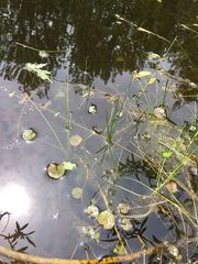 Hydrocharis morsus-ranae