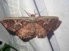 Zythos turbata