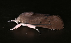 Cryptophasa hyalinopa