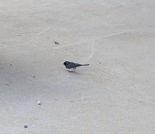 Dark-eyed Junco
