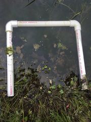 Hydrocharis morsus-ranae