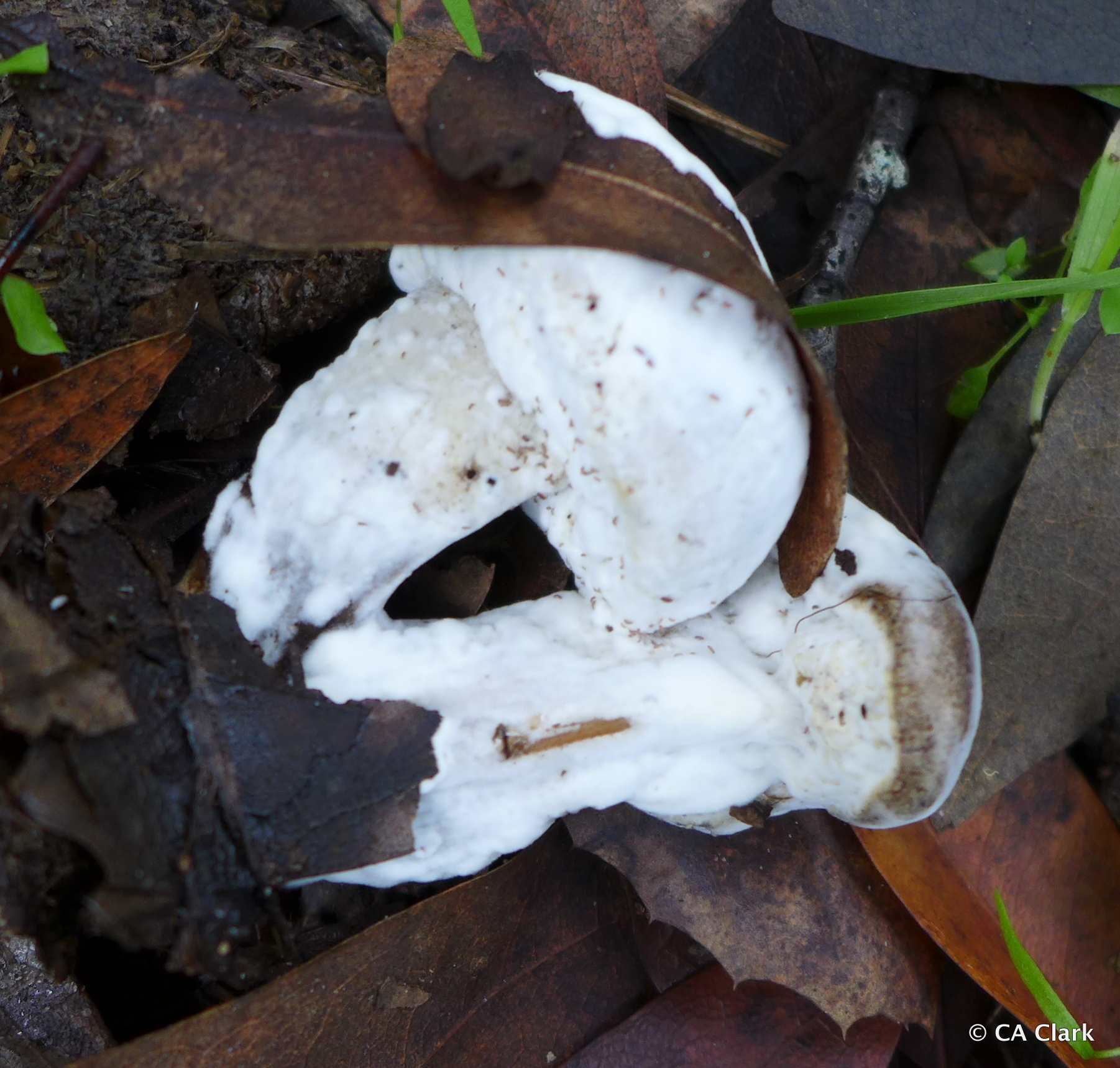 Hypomyces chrysospermus image