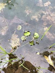 Hydrocharis morsus-ranae