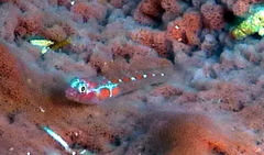 Tigrigobius dilepis