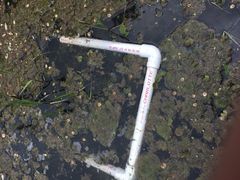 Hydrocharis morsus-ranae