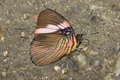 Adelpha lycorias