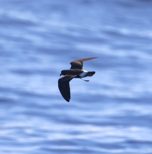 Oceanodroma castro observed 2025-08-14