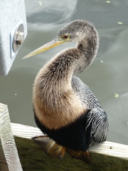 Anhinga anhinga
