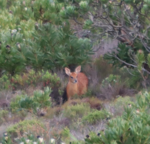 Cape Grysbok