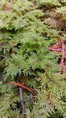 Hylocomium splendens image