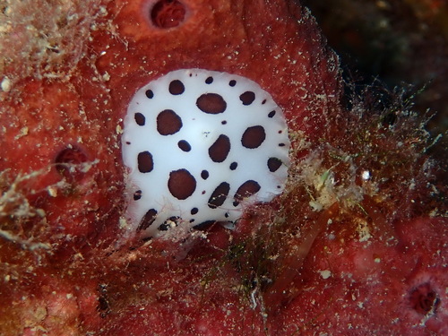 Leopard Sea Slug, 17496 Colera, Gérone, Espagne, photo 10 of 10