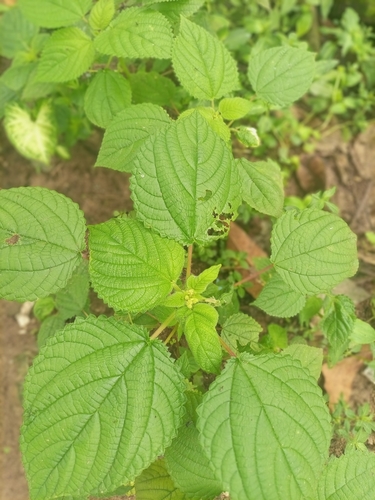 West Indian woodnettle