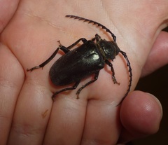 Mesoprionus