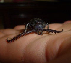 Mesoprionus