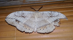 Sphingognatha asclepiades